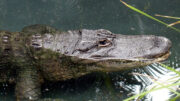 northern territory croc